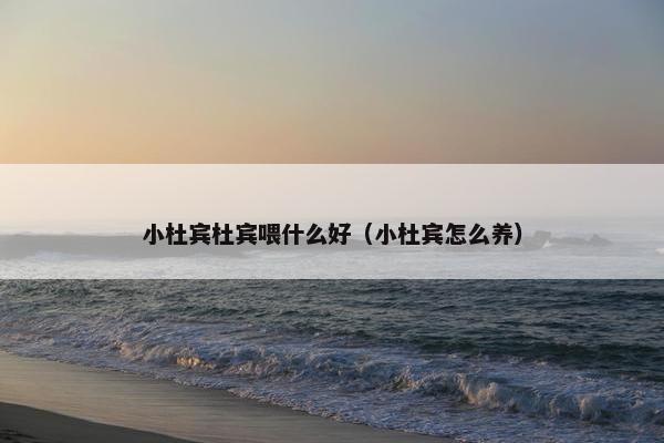 小杜宾杜宾喂什么好（小杜宾怎么养）