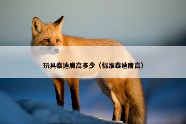 玩具泰迪肩高多少（标准泰迪肩高）