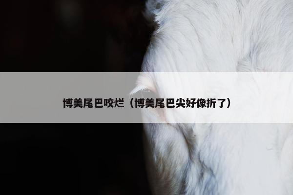 博美尾巴咬烂（博美尾巴尖好像折了）