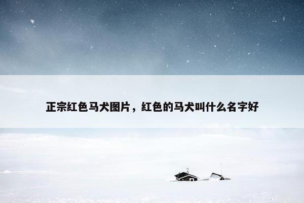 正宗红色马犬图片，红色的马犬叫什么名字好