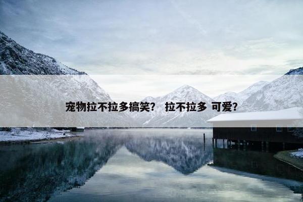 宠物拉不拉多搞笑？ 拉不拉多 可爱？