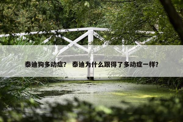 泰迪狗多动症？ 泰迪为什么跟得了多动症一样？
