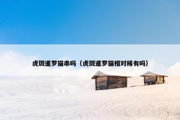 虎斑暹罗猫串吗（虎斑暹罗猫相对稀有吗）