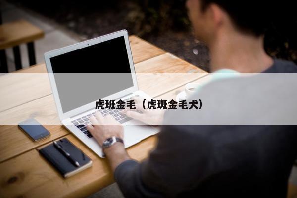 虎班金毛（虎斑金毛犬）