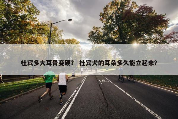 杜宾多大耳骨变硬？ 杜宾犬的耳朵多久能立起来？