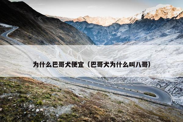 为什么巴哥犬便宜（巴哥犬为什么叫八哥）