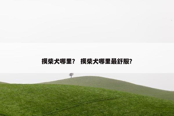 摸柴犬哪里？ 摸柴犬哪里最舒服？