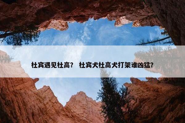 杜宾遇见杜高？ 杜宾犬杜高犬打架谁凶猛？