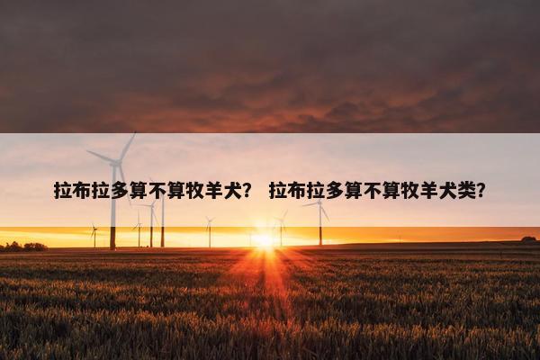 拉布拉多算不算牧羊犬？ 拉布拉多算不算牧羊犬类？