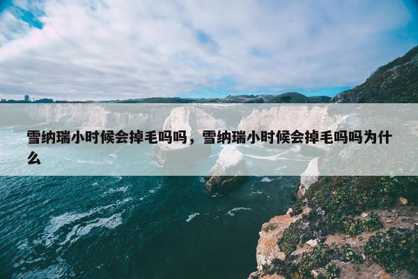 雪纳瑞小时候会掉毛吗吗，雪纳瑞小时候会掉毛吗吗为什么