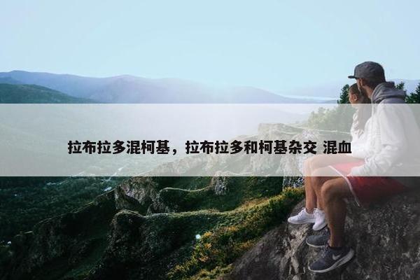 拉布拉多混柯基，拉布拉多和柯基杂交 混血