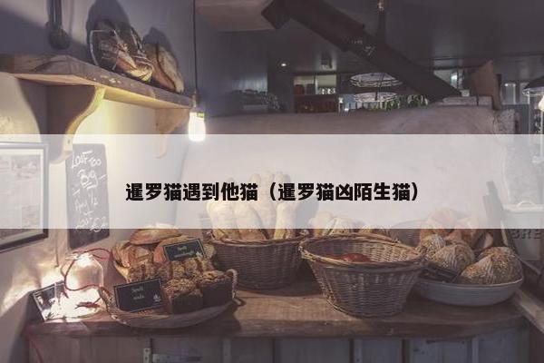暹罗猫遇到他猫（暹罗猫凶陌生猫）