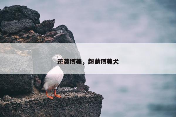 逆袭博美，超萌博美犬