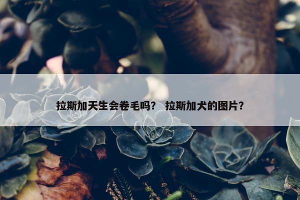 拉斯加天生会卷毛吗？ 拉斯加犬的图片？
