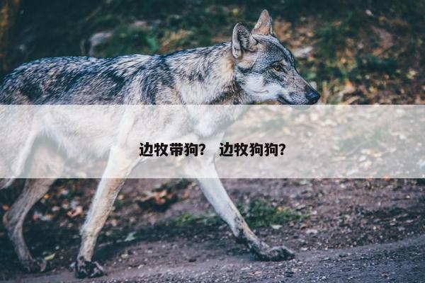 边牧带狗？ 边牧狗狗？