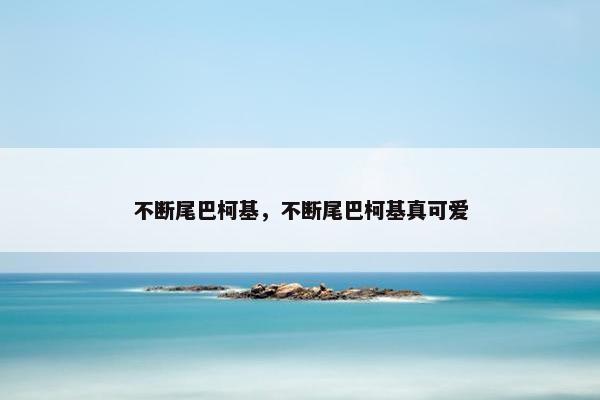 不断尾巴柯基，不断尾巴柯基真可爱
