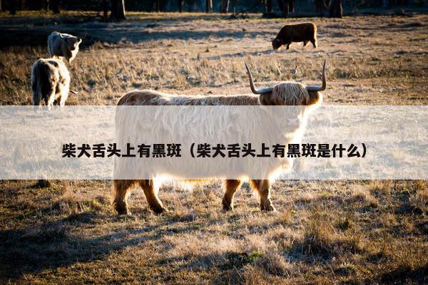 柴犬舌头上有黑斑（柴犬舌头上有黑斑是什么）