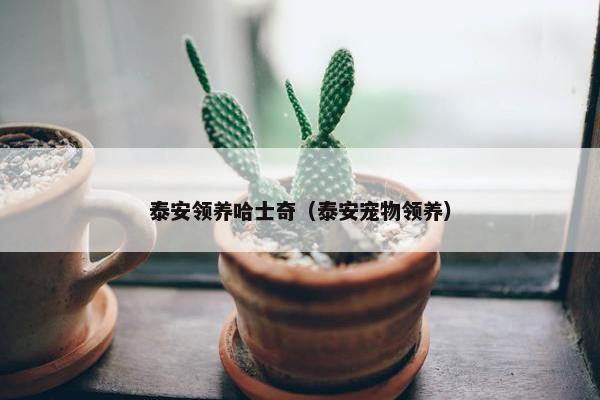 泰安领养哈士奇（泰安宠物领养）