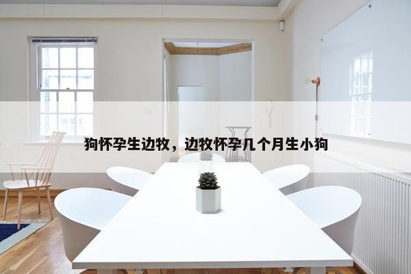 狗怀孕生边牧，边牧怀孕几个月生小狗