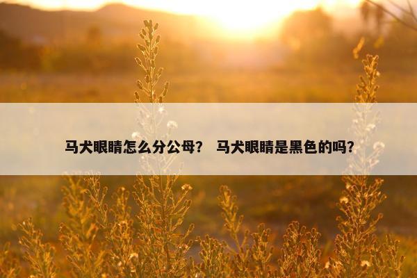 马犬眼睛怎么分公母？ 马犬眼睛是黑色的吗？