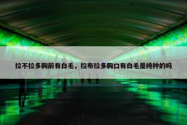 拉不拉多胸前有白毛，拉布拉多胸口有白毛是纯种的吗