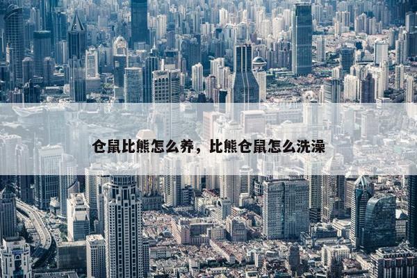 仓鼠比熊怎么养，比熊仓鼠怎么洗澡
