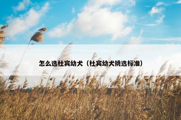 怎么选杜宾幼犬（杜宾幼犬挑选标准）