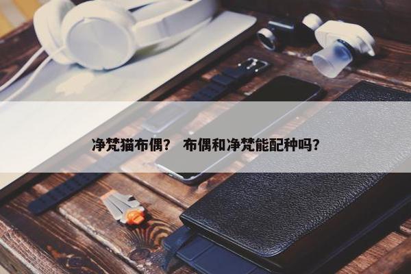 净梵猫布偶？ 布偶和净梵能配种吗？