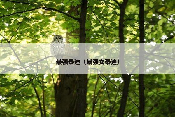 最强泰迪（最强女泰迪）