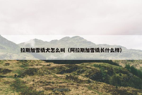 拉斯加雪橇犬怎么叫（阿拉斯加雪橇长什么样）