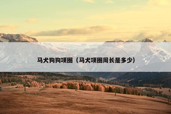 马犬狗狗项圈（马犬项圈周长是多少）
