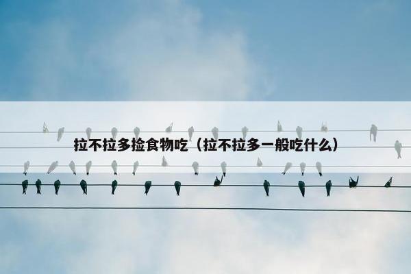 拉不拉多捡食物吃（拉不拉多一般吃什么）