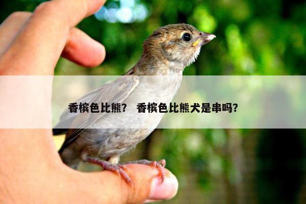 香槟色比熊？ 香槟色比熊犬是串吗？