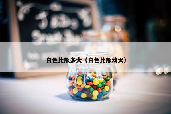 白色比熊多大（白色比熊幼犬）