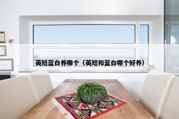 英短蓝白养哪个（英短和蓝白哪个好养）