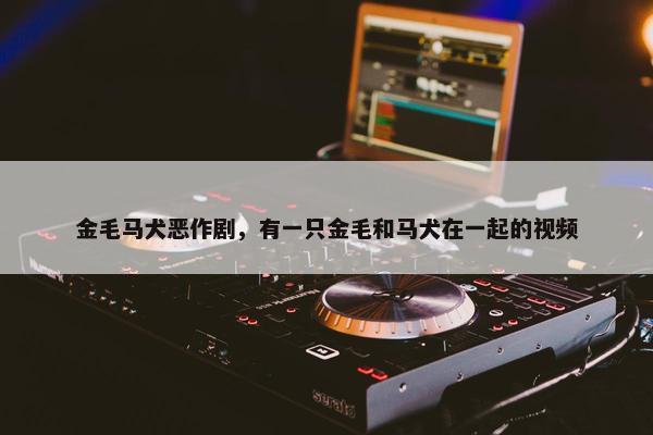 金毛马犬恶作剧，有一只金毛和马犬在一起的视频