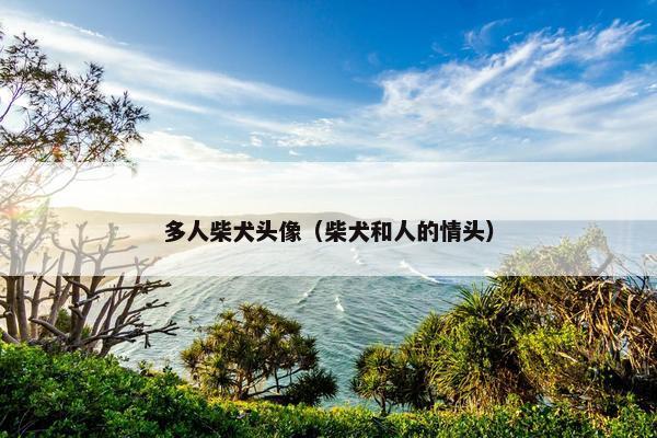 多人柴犬头像（柴犬和人的情头）