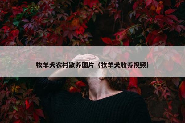 牧羊犬农村散养图片（牧羊犬放养视频）