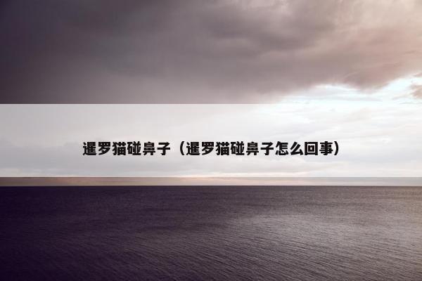 暹罗猫碰鼻子（暹罗猫碰鼻子怎么回事）