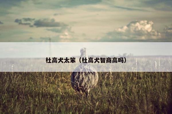杜高犬太笨（杜高犬智商高吗）