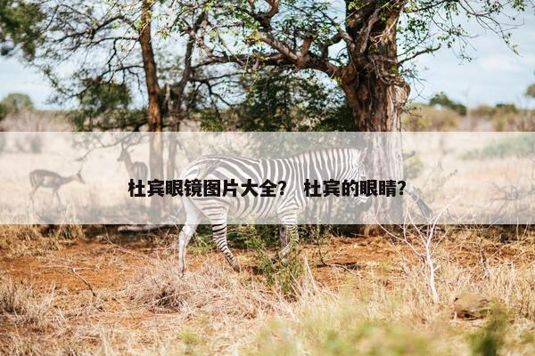 杜宾眼镜图片大全？ 杜宾的眼睛？