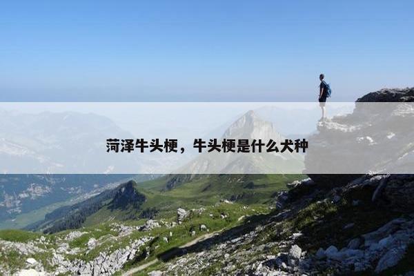 菏泽牛头梗，牛头梗是什么犬种