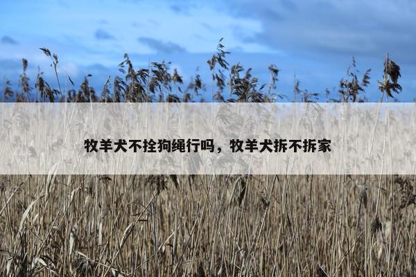 牧羊犬不拴狗绳行吗，牧羊犬拆不拆家