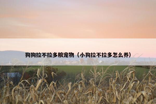狗狗拉不拉多粮宠物（小狗拉不拉多怎么养）