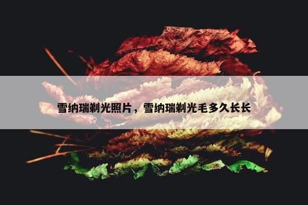 雪纳瑞剃光照片，雪纳瑞剃光毛多久长长