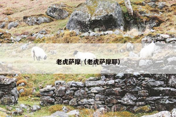 老虎萨摩（老虎萨摩耶）