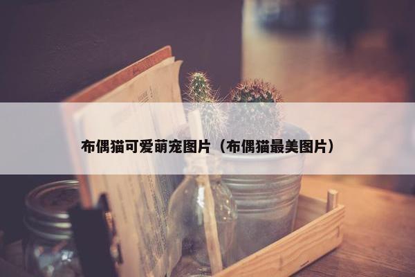 布偶猫可爱萌宠图片（布偶猫最美图片）