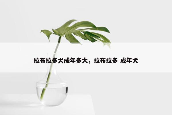 拉布拉多犬成年多大，拉布拉多 成年犬