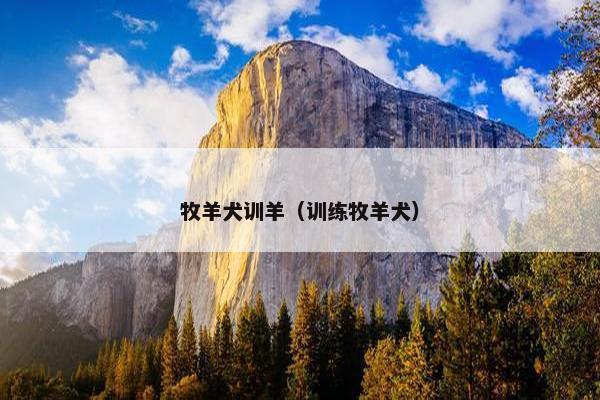 牧羊犬训羊（训练牧羊犬）