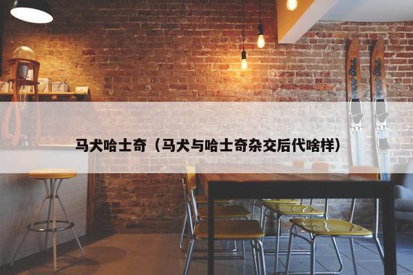 马犬哈士奇（马犬与哈士奇杂交后代啥样）